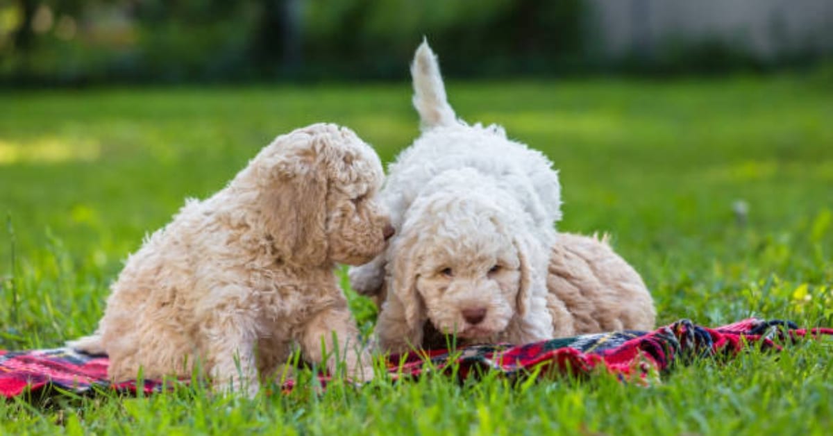 How Much Does a Labradoodle Cost in 2024?