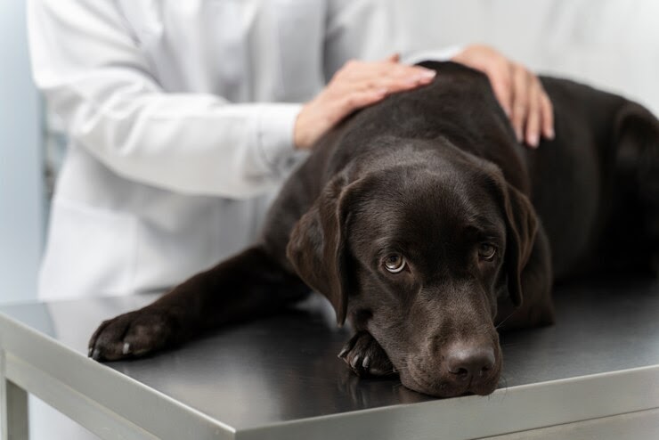 Wiserx Card: Everything You Need to Know About Hypothyroidism in Dogs