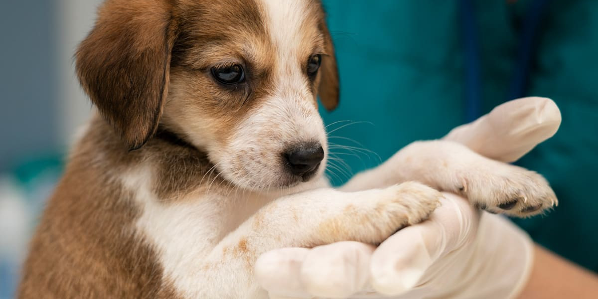 Understanding Pet Allergies: Symptoms, Causes, and Treatment